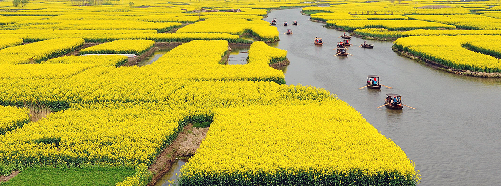 泰州市-兴化市-兴化垛田油菜花海
