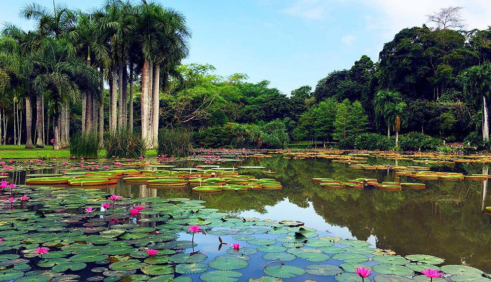 西双版纳州-勐腊县-中科院西双版纳热带植物园|5A