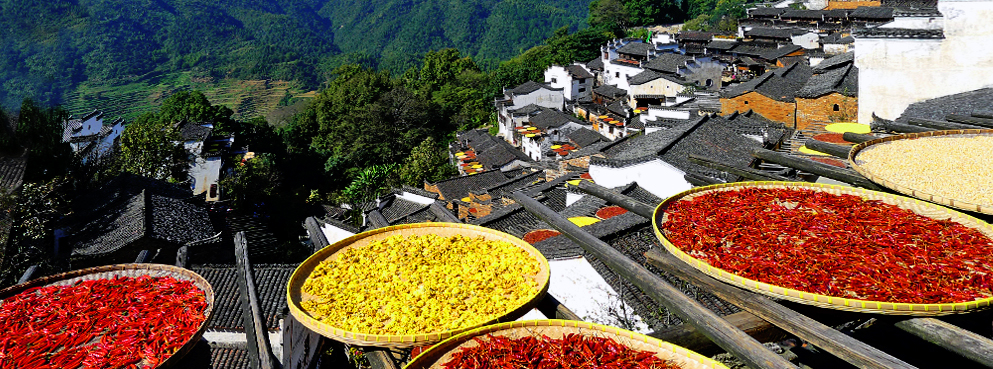 上饶市-婺源县-江湾镇-篁岭村-篁岭|篁岭晒秋|梯田花海|风