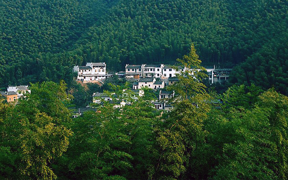 黄山市-黟县-宏村镇-木坑村·木坑竹海风景区