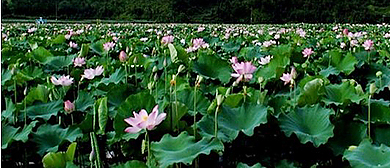 抚州市-广昌县-中国莲花科技博览园（百里莲花）风景旅游区|4A