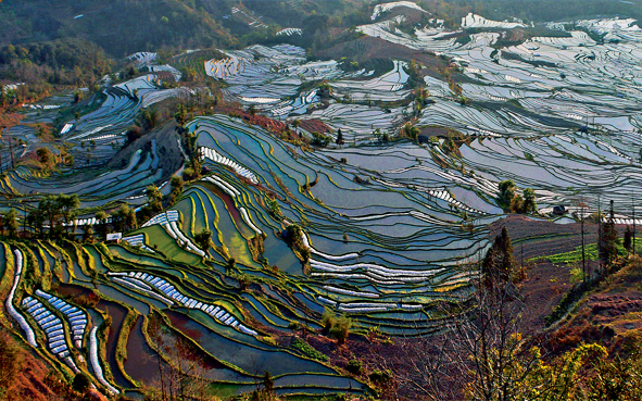 红河州-元阳县-元阳梯田(|唐-共|红河哈尼梯田)风景旅游区|4a