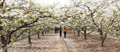 石家庄市-赵县-梨园风景区