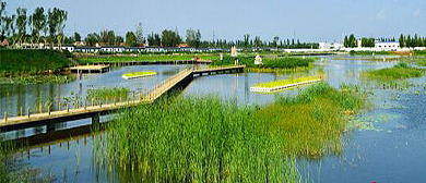 德州市-夏津县-夏津黄河故道国家森林公园（夏津黄河故道古桑树群）风景旅游区|4A