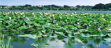 枣庄市-滕州市-滨湖镇-微山湖湿地红荷风景旅游区|4A