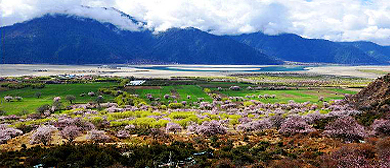 林芝市-巴宜区-米瑞乡-德木寺·桃花风景区