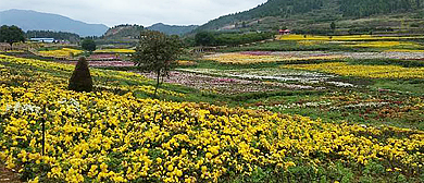 黔东南州-麻江县-宣威镇-卡乌村（药谷江村）千亩菊园风景旅游区