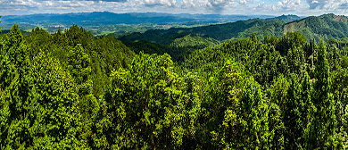 黔东南州-锦屏县-春蕾林场森林公园