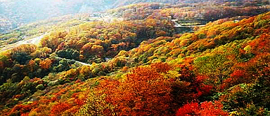 阿坝州-红原县-刷经寺镇-刷经寺森林公园