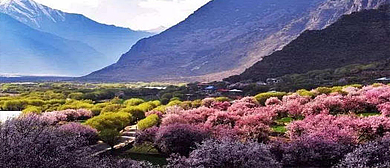 林芝市-巴宜区-林芝镇-卡斯木村·桃花风景区