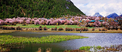 林芝市-巴宜区-林芝镇-达则村（达则寺）桃花风景区