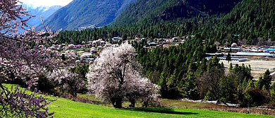 林芝市-波密县-松宗镇-松宗寺·桃花风景区