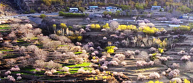 林芝市-朗县-洞嘎镇-卓村·桃花风景区