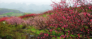 桂林市-恭城县-平安乡-大岭山万亩桃花园