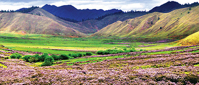 怒江州-兰坪县-河西乡-罗古箐·大洋场高山草甸风景区