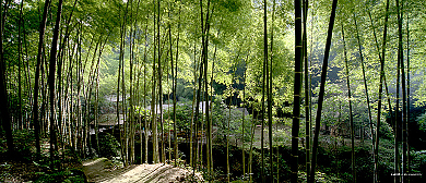 自贡市-荣县-长山镇-花龙沟（竹海）风景区