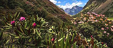 山南市-错那市-浪坡乡-浪坡沟（杜鹃花海）风景区