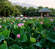 泰安市-泰山区-东湖公园