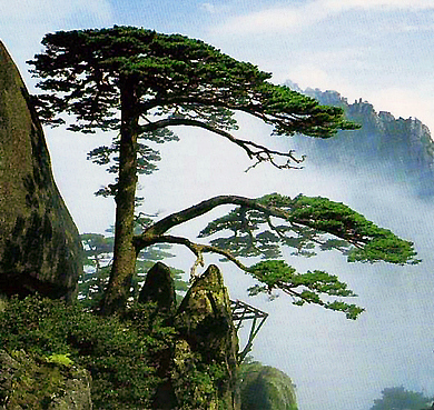 黄山市-黄山区-黄山·玉屏峰（迎客松）风景区