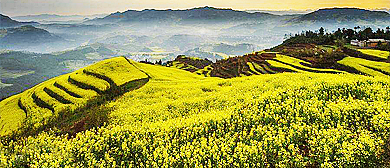 曲靖市-罗平县-马街镇-马街油菜花海风景区