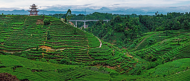 雅安市-名山区-红星镇-骑龙村·骑龙场梯田茶乡风景旅游区