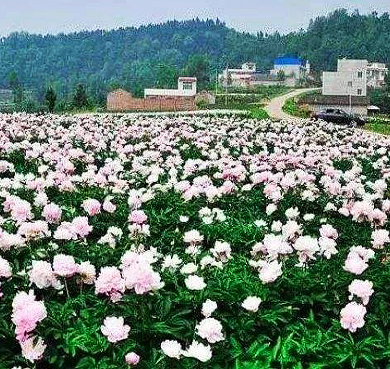 德阳市-中江县-集凤镇-石垭村·中国芍药谷（芍药基地）风景旅游区|4A