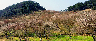 达州市-达川区-百节镇-乌梅山（乌梅古树林）风景旅游区|4A