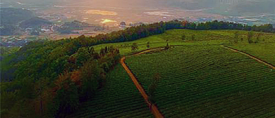 德宏州-梁河县-大厂乡-回龙寨村-回龙茶小镇（回龙茶园）风景旅游区