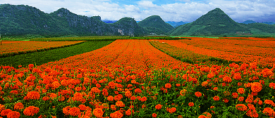 文山州-文山市-德厚镇-乌龟塘村·万寿菊花海观光园