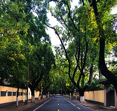 南京市-鼓楼区-颐和路（|民|民国公馆建筑群）中国历史文化街区