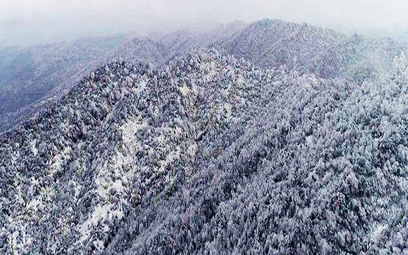 宜宾市-筠连县-大雪山镇-大雪山（珙桐森林）风景区