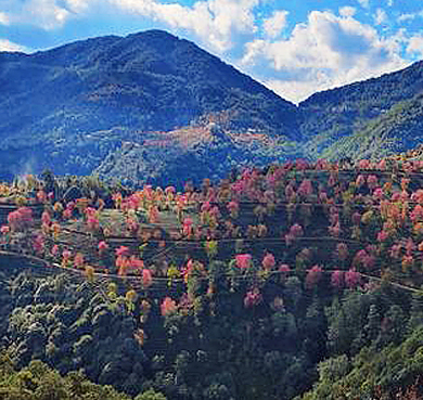 大理州-南涧县-无量山镇-无量山·灵宝山（灵宝山樱花谷·灵宝山国家森林公园）风景旅游区