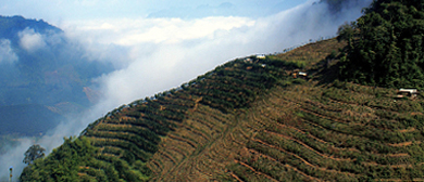 西双版纳州-勐腊县-易武镇（中国贡茶第一镇）·古茶山（茶马古道原点）风景旅游区