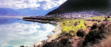 林芝市-米林市-丹娘乡-鲁霞村·雅鲁藏布江（桃花）风景区