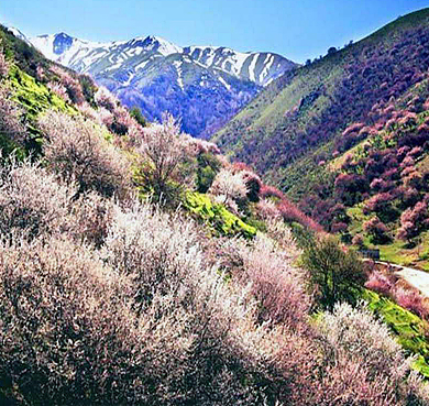 伊犁州-巩留县-野核桃沟风景旅游区|4A