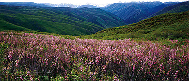 塔城地区-裕民县-巴尔鲁克山·野巴旦杏自然保护区