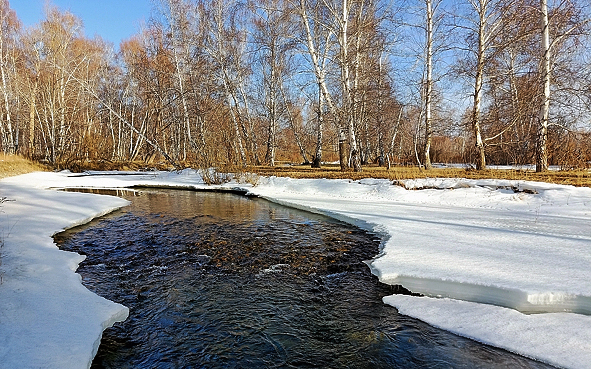 阿勒泰地区-哈巴河县-哈巴河白桦国家森林公园（白桦林）风景旅游区|4A