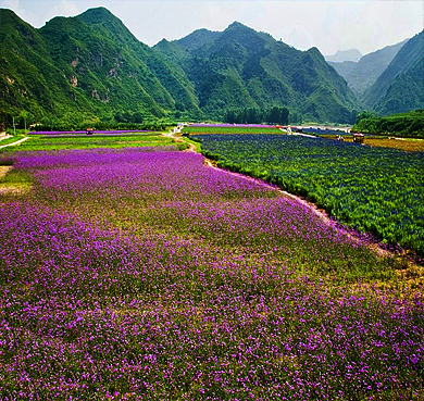 北京市-密云区-太师屯镇-车道峪村·人间花海风景旅游区