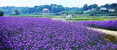 长沙市-望城区-茶亭镇-茶亭花海风景旅游区