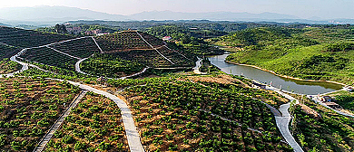 邵阳市-北塔区-陈家桥乡-李子塘村（李子塘水果基地）