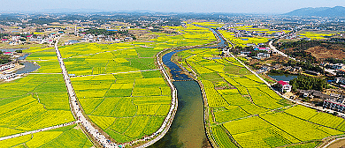 娄底市-双峰县-锁石镇-车田村·万亩油菜花海风景旅游区