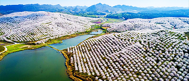 黔南州-长顺县-广顺镇-广顺农场·千亩樱花园风景区