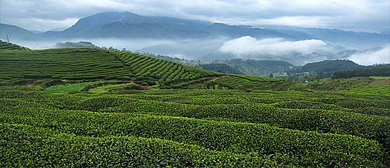 遵义市-道真县-玉溪镇-关子山茶园（仡山茶海）风景旅游区