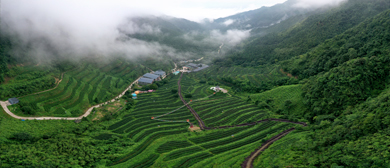 清远市-连山县-禾洞镇-皇后山茶庄园·风景旅游区