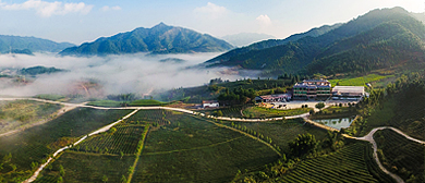 韶关市-新丰县-黄磜镇-茶峒村-大丰茶叶庄园·农业旅游区