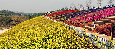 韶关市-南雄市-主田镇-大坝村·两岸花博生态园