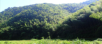 梅州市-蕉岭县-蕉岭万亩竹海森林风景区