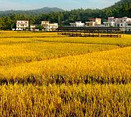 广州市-花都区-梯面镇-红山村