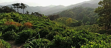 信阳市-罗山县-灵山镇-大别山·董寨（鸟类）国家级自然保护区