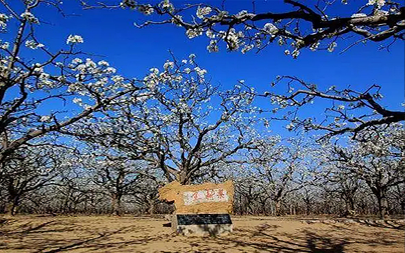 商丘市-宁陵县-宁陵万亩梨园（梨花花海）风景旅游区